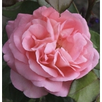 Voyage / Вояж