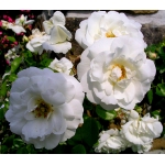 New Dawn White (Нью Доун Вайт), 