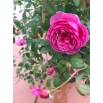Wisley / Віслей