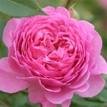Wisley / Віслей