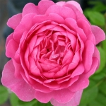Wisley / Віслей